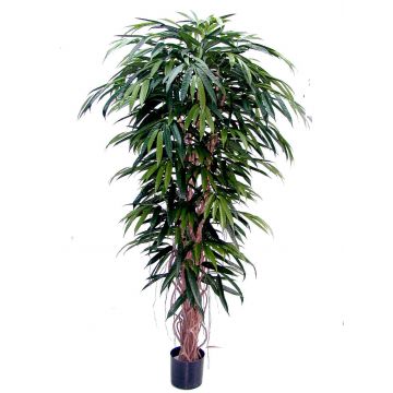 Albero longifolia artificiale PARI, tronchi naturali, verde, 150cm