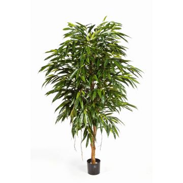Longifolia regale artificiale HISA, tronco naturale, verde, 210cm