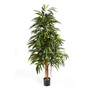 Longifolia regale artificiale LENYA, tronchi veri, verde, 150cm