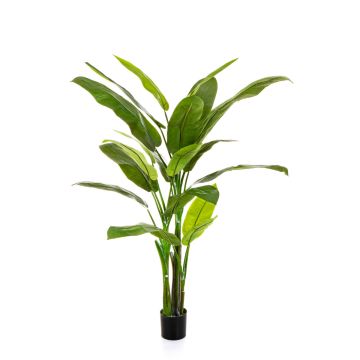 Heliconia artificiale VESA, 170cm