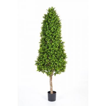 Albero di bosso artificiale TOM, tronco naturale, verde, 170cm