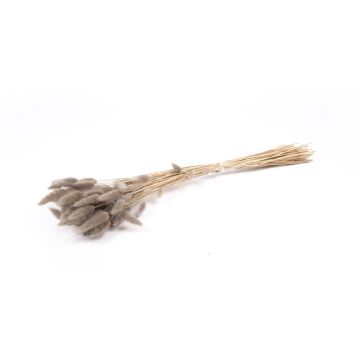 Erba di Lagurus essiccata BORKA, mazzo, grigio, 55-75cm, Ø12cm
