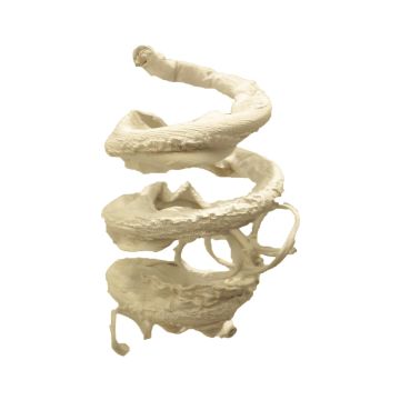 Ramo artificiale di salice tortuoso LINNING, bianco, 135 cm