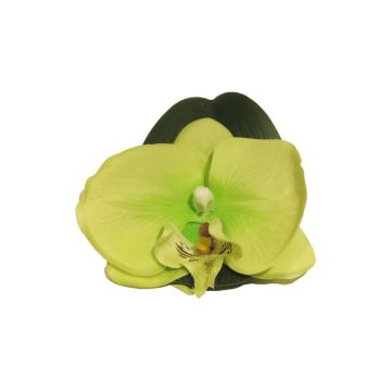Orchidea Phalaenopsis decorativa CALIN, 6 pezzi, galleggiante, verde, 11cm