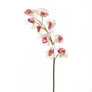 Orchidea Cymbidium finta OKSANA, bianco-fucsia, 80cm, Ø6,5cm
