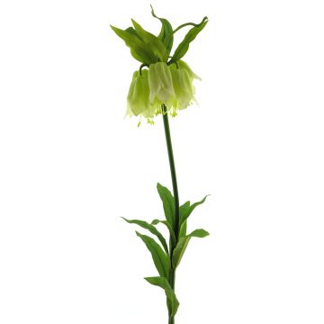 Fiore artificiale di corona imperiale YATAO, verde crema, 120 cm