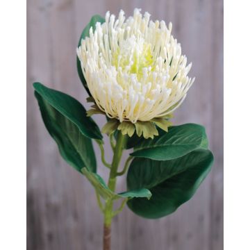 Protea artificiale TANJA, crema-bianco, 65cm