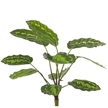 Pianta artificiale Calathea roseopicta WENFYN, bastoncino, verde, 55 cm