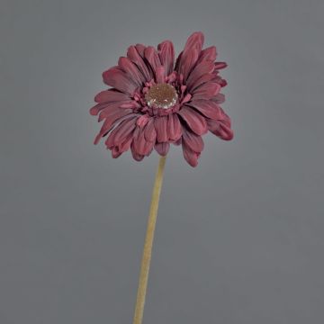 Gerbera artificiale TUNGUSKA, effetto secco, rosso bordeaux, 50 cm