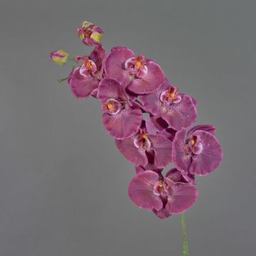 Ramo decorativo orchidea Phalaenopsis WESA, viola scuro-bianco, 100 cm