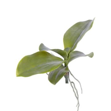 Foglie di orchidea artificiale PRIMUS, radici aeree, 19x34cm