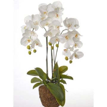 Phalaenopsis finta SATRIA con terriccio, bianco, 75cm, Ø7-8cm