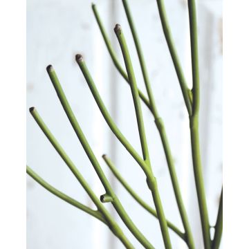 Euphorbia tirucalli artificiale BENEDETTO, verde, 50cm
