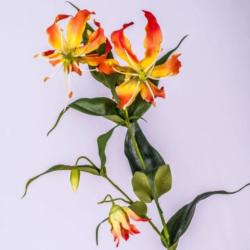 Gloriosa superba finta FUJITA, arancione-giallo, 80cm, Ø15cm