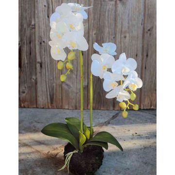 Orchidea phalaenopsis artificiale VEENA con terriccio, bianco, 60cm