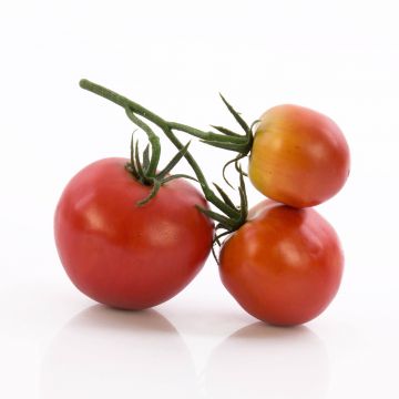 Pomodoro artificiale MEGGY, rosso, 13x12x6cm