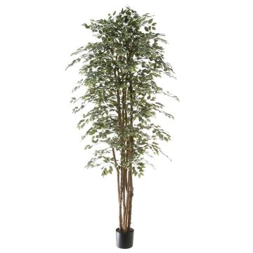 Ficus benjamina artificiale ALEJA, tronco vero, verde-bianco, 210cm