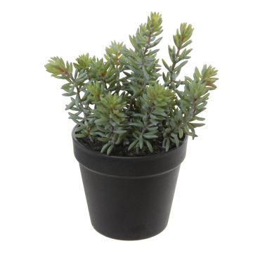 Pachyphytum hookeri artificiale BERINA, fioriera, verde-grigio, 28 cm