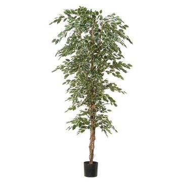 Ficus benjamina artificiale ALEKSA, tronco vero, verde-bianco, 240cm