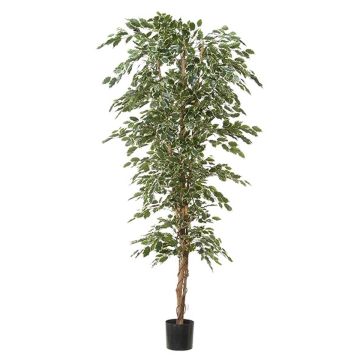 Ficus benjamina artificiale ALEKSA, tronco vero, verde-bianco, 240cm