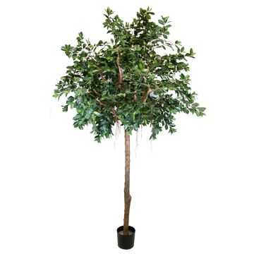 Ficus Benjamini artificiale ARSTAN, tronco vero, con liane, verde, 300cm