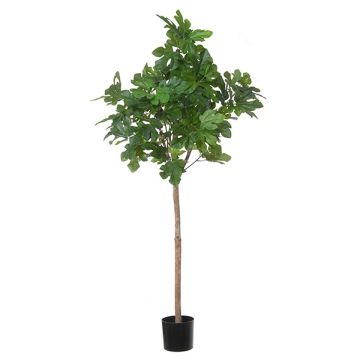 Fico artificiale BOJANO, tronco naturale, verde, 150 cm