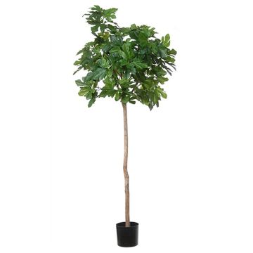 Fico artificiale BOJANO, tronco naturale, verde, 180 cm