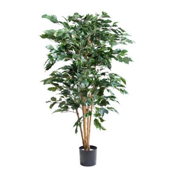 Ficus benjamina artificiale AKAHI, tronco naturale, verde, 150cm