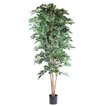 Ficus benjamina artificiale AKAHI, tronco naturale, verde, 240 cm