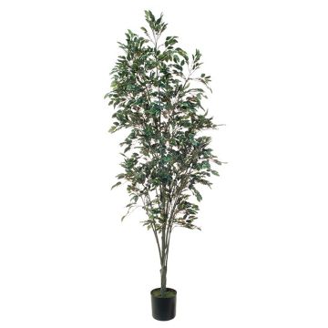 Ficus benjamina finto BRATKO, tronco artificiale, verde-bianco, 220cm