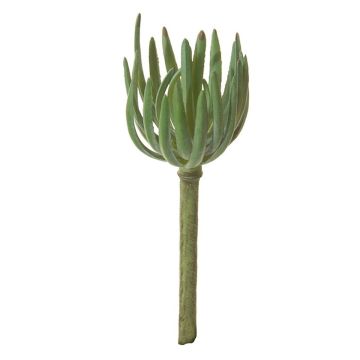 Sedum pachyphyllum decorativo KAIKALE, gambo, verde, 21cm, Ø7cm