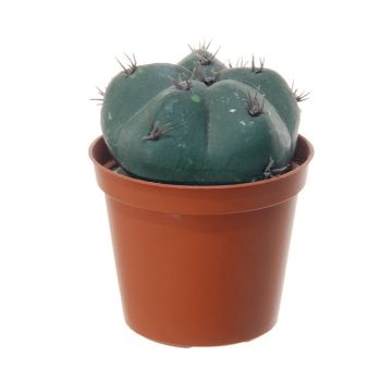 Cactus artificiale Berretta del vescovo MUNAS, verde, 10 cm, Ø8 cm