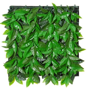 Siepe decorativa / Stuoia di photinia CHAVA, verde, 50x50cm