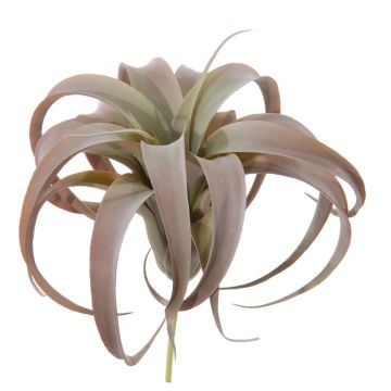 Tillandsia Xerographica decorativa KASTIEL, gambo, marrone-verde, 23cm