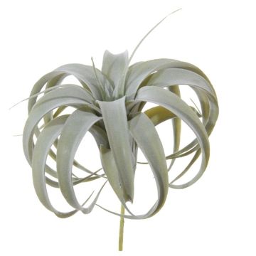 Tillandsia Xerographica decorativa KASTIEL, gambo, grigio-verde, 23cm