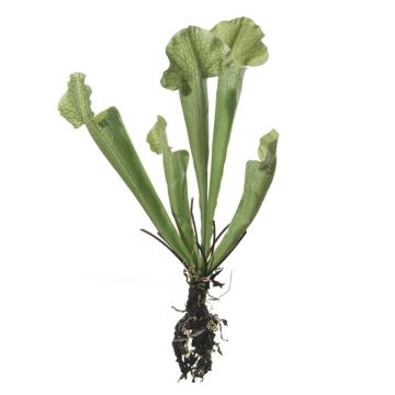Sarracenia artificiale HAMY, gambo, verde, 35cm