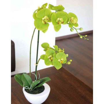 Orchidea phalaenopsis artificiale AURELIA im vaso di ceramica, verde, 55cm