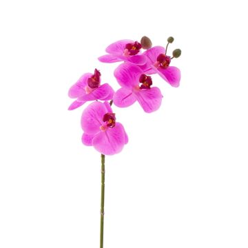Phalaenopsis finta EMILIA, fucsia, 60cm, Ø8cm
