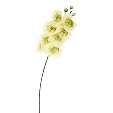 Orchidea Phalaenopsis sintetica AURELIA, crema-verde, 95cm, Ø10cm