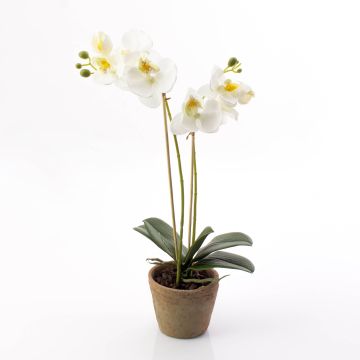 Phalaenopsis finta MINA in vaso terracotta, bianco, 45cm, Ø6-8cm