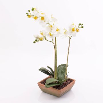 Phalaenopsis finta MINA in vaso terracotta, bianco, 55cm, Ø6-8cm