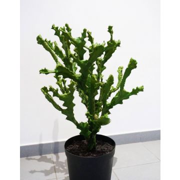 Euphorbia artificiale TIKO, verde, 75cm