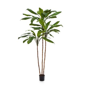 Cordyline sintetica KAIA, tronchi veri, verde, 240cm