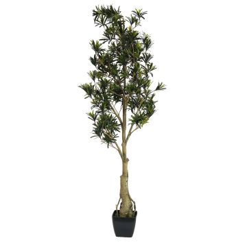 Podocarpus di plastica AMANDO, tronco artificiale, verde, 115cm