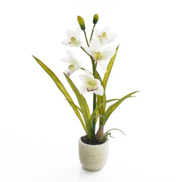 Cymbidium finta NALA in vaso di terracotta, crema, 50cm, Ø7-10cm