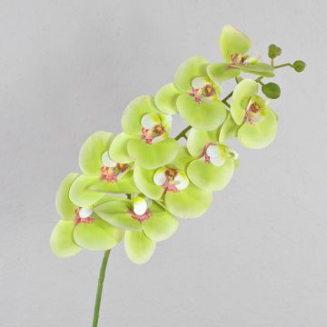 Orchidea Phalaenopsis finta OPHELIA, verde-fucsia, 100cm, Ø12cm