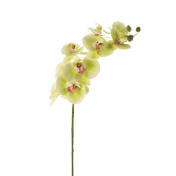 Orchidea Phalaenopsis finta OPHELIA, verde-fucsia, 100cm, Ø12cm