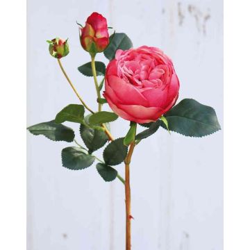 Rosa centifolia finta MIRETTA, rosa, 60cm, Ø3-9cm