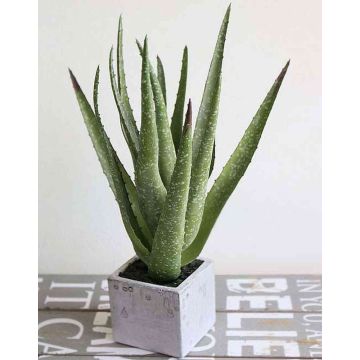 Aloe Vera artificiale RUTH in vaso di cemento, verde, 35cm