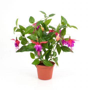 Fuchsia sintetica THAYNARA, con fiori, fucsia, 30cm
